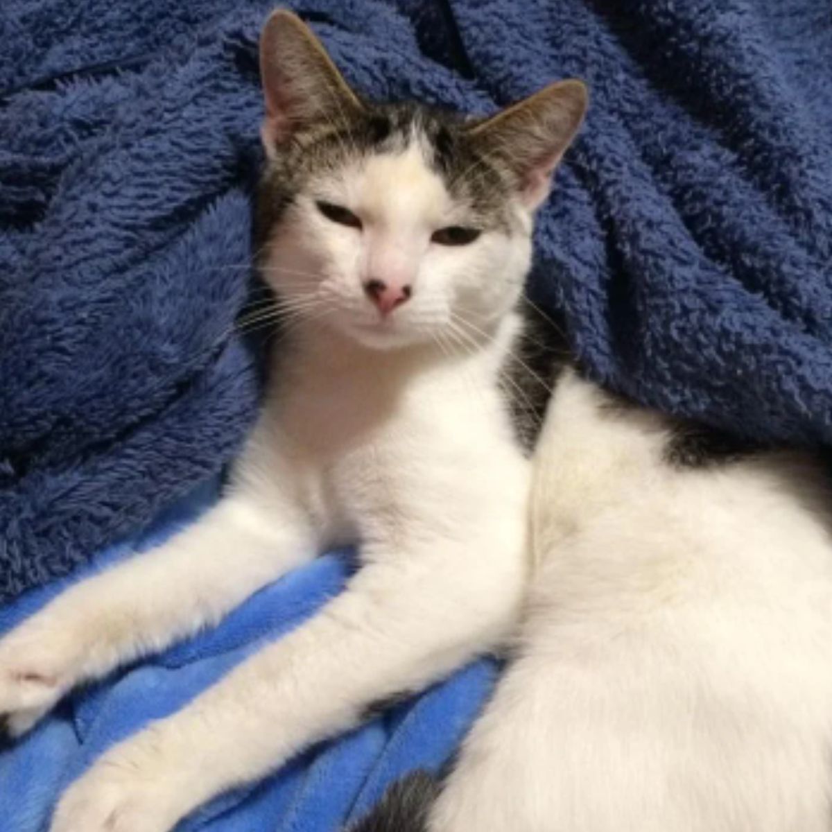 cat lying on a blue blanket