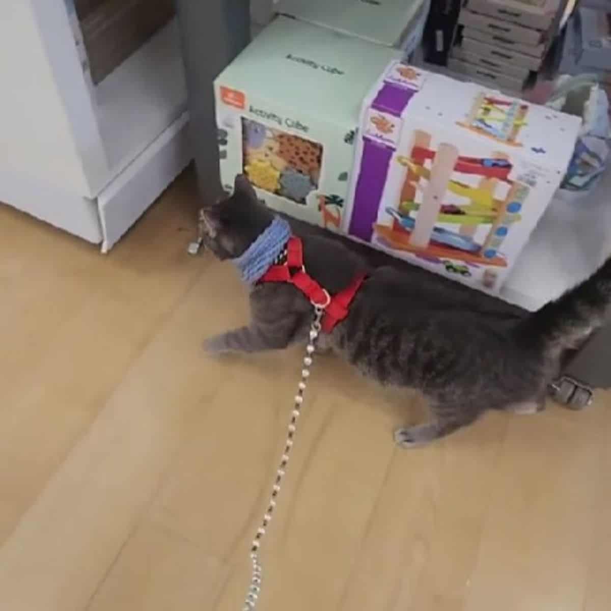 cat on a leash