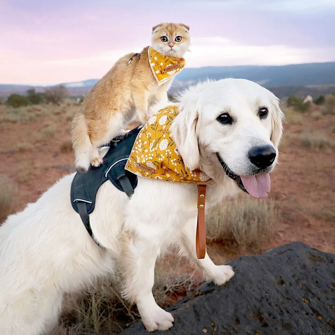 cat sitting on dogs back