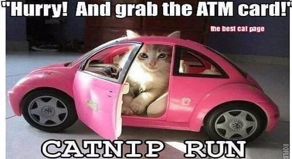 catnip run