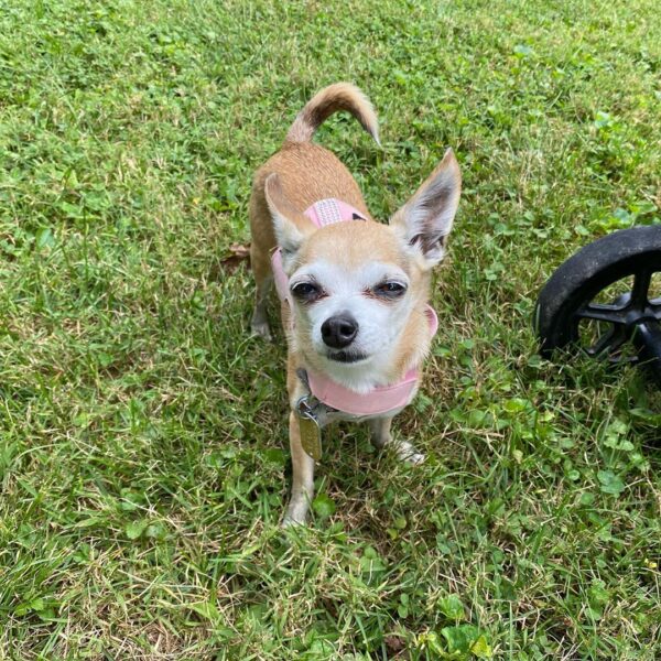 Chihuahua Service Dog