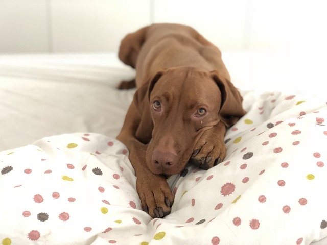 dog pees the bed