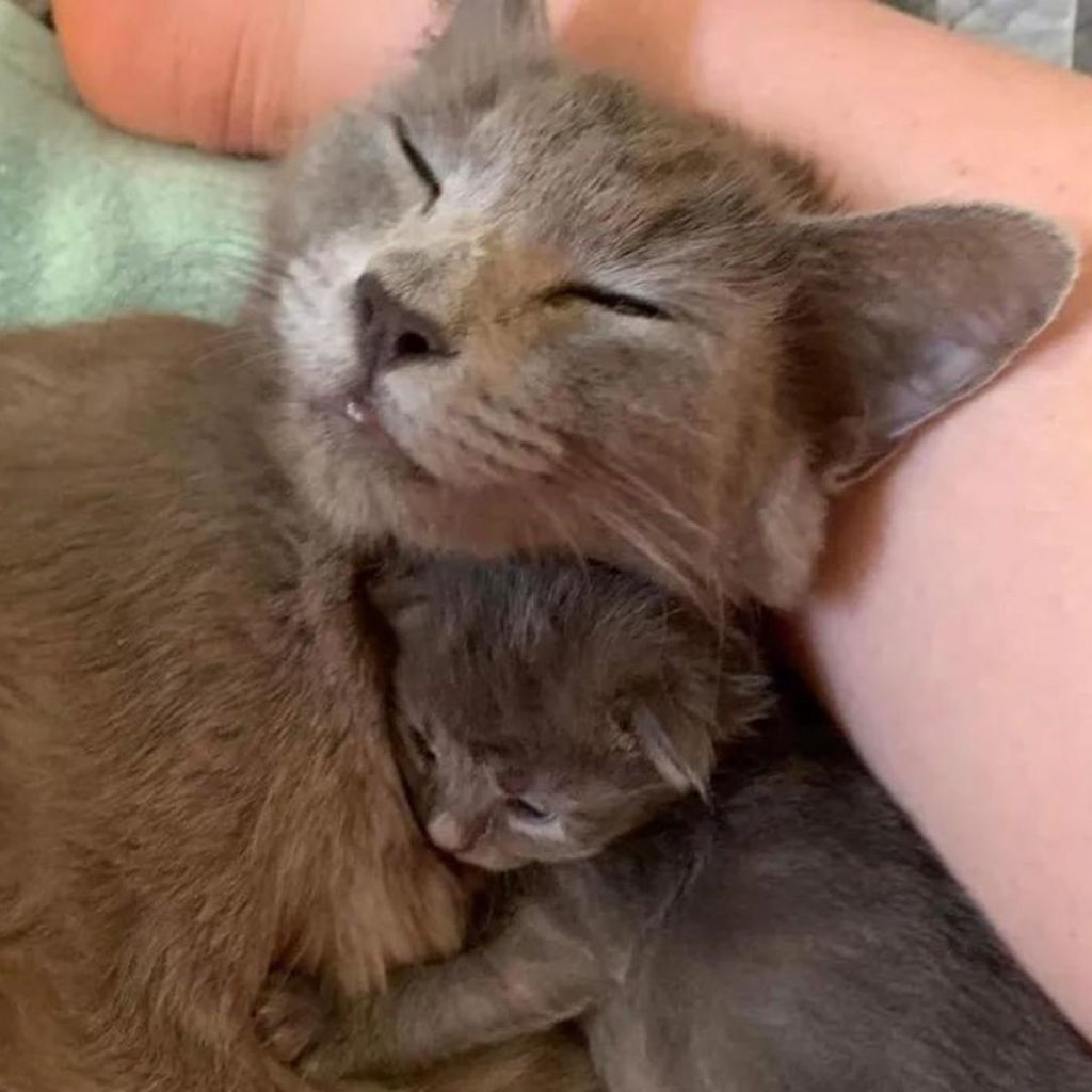 cute kitten in mother&rsquo;s arms