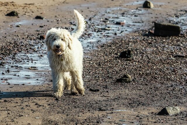 Dog on Beach