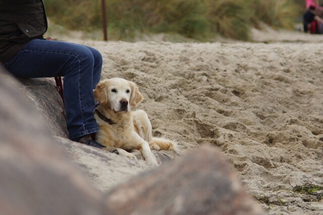 Dog on beach