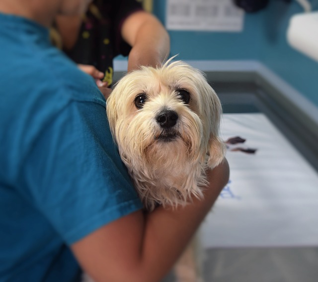 little white dog at the vet