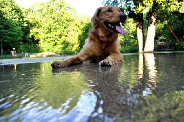 summer dangers for dogs