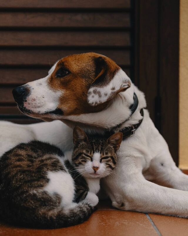 Dog and cat