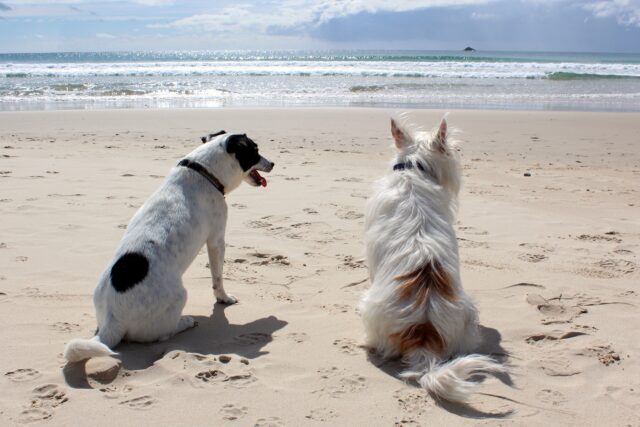 Dogs on Beach