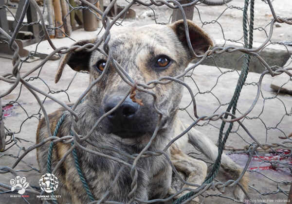 Dog in Cage at Meat Farm