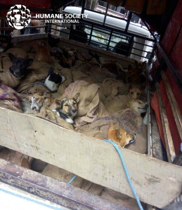 Dog meat trade pen