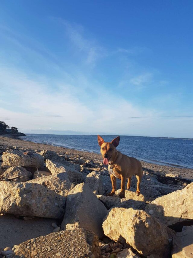 Dog on Beach