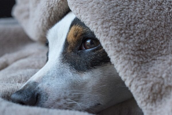 Dog under covers