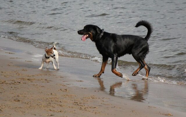 Dogs on beach