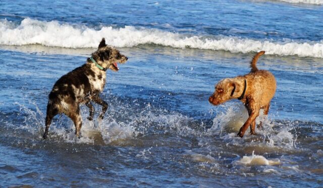 Dogs on Beach