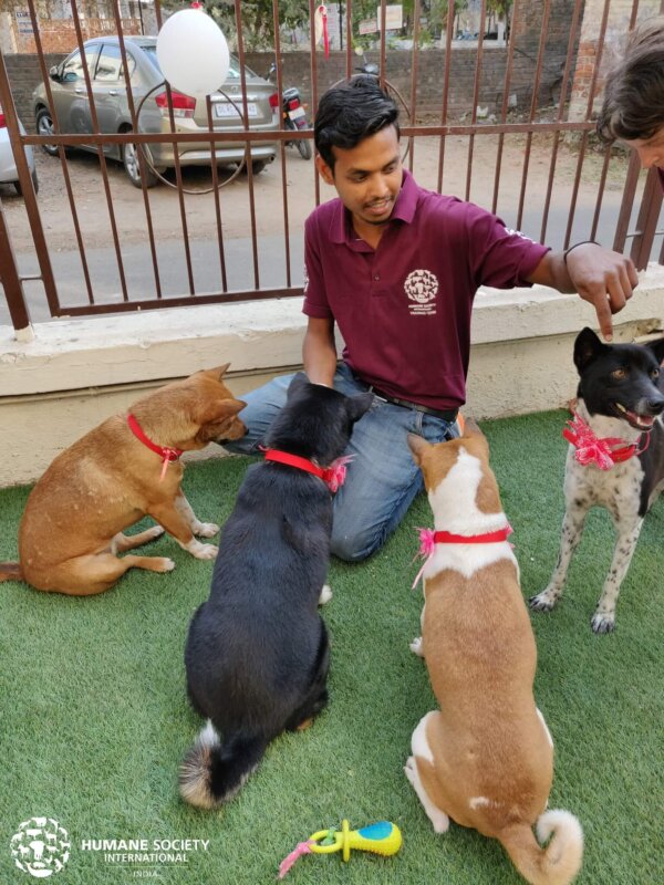 Dogs Rescued From Meat Trade