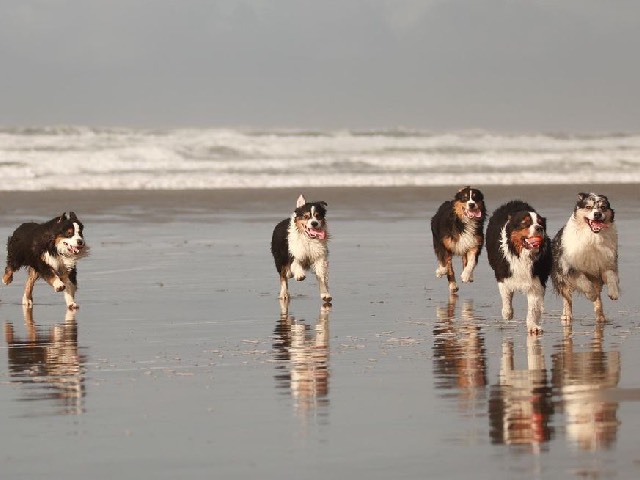 dogsonbeach