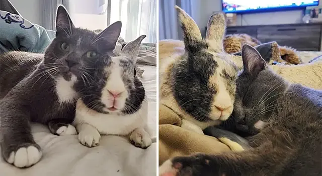 Family Takes Kitten into Their Home and Their Bunny Decides to Make Her His Best Friend