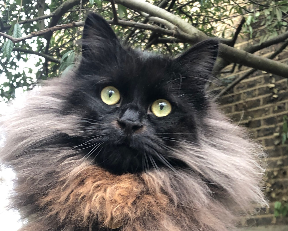 fluffy siberian cat