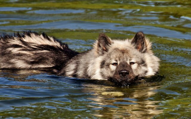 Fluffy dog swimming in lake