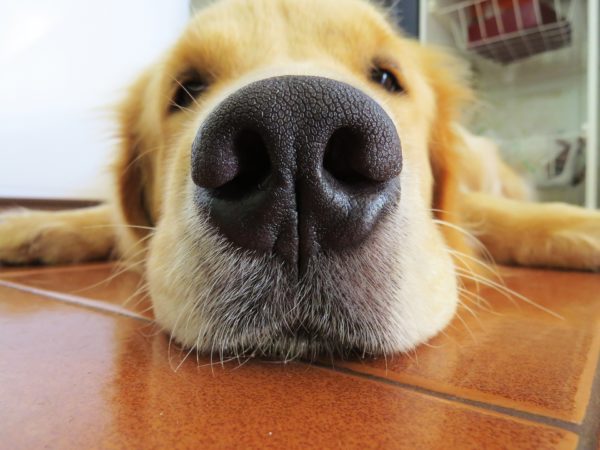 dog nose