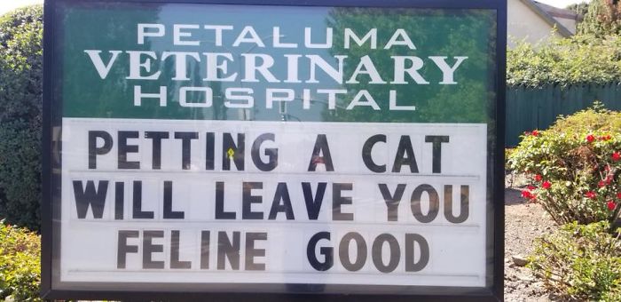 funny cat jokes vet clinic signs feline good