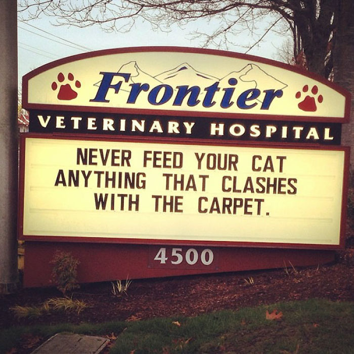 funny cat jokes vet clinic signs lashes with carpet