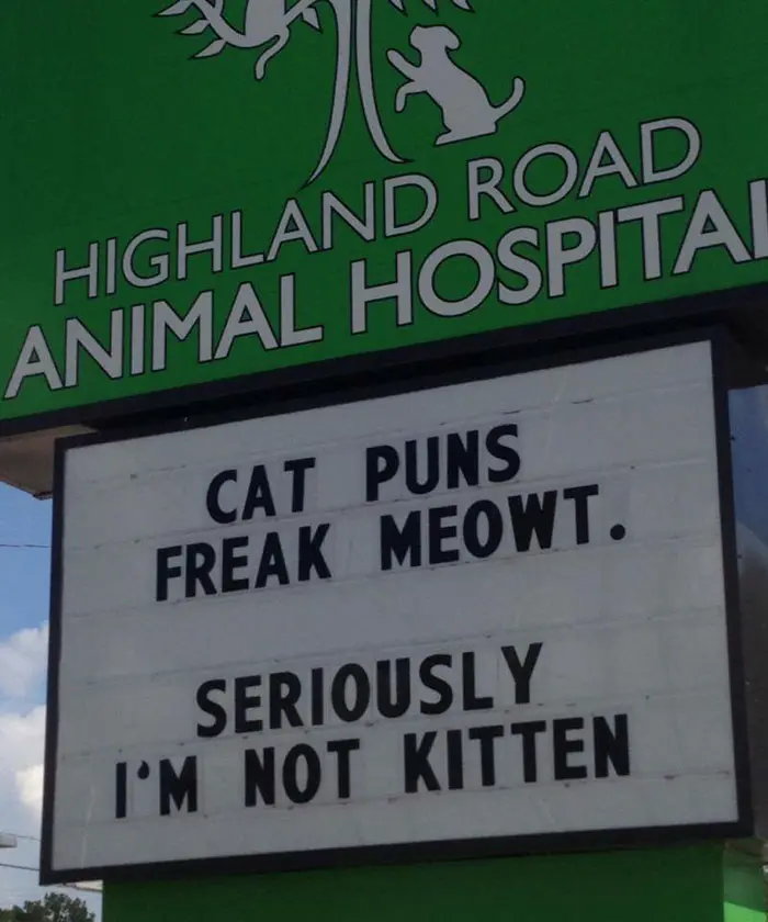 funny cat jokes vet clinic signs not kitten puns