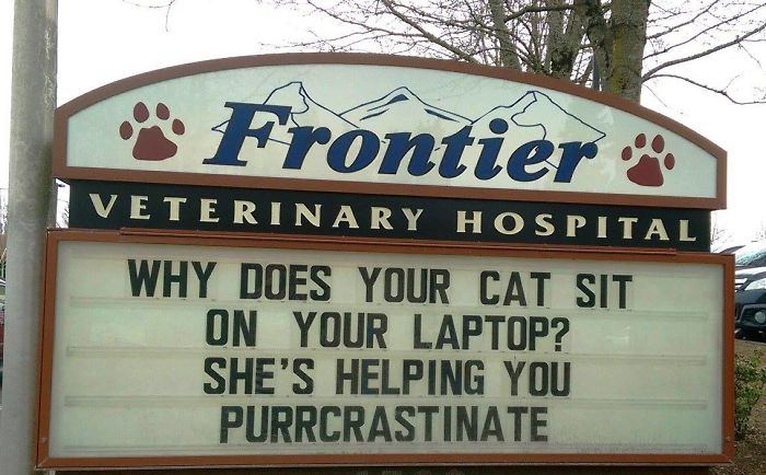 funny cat jokes vet clinic signs purrcrastinate