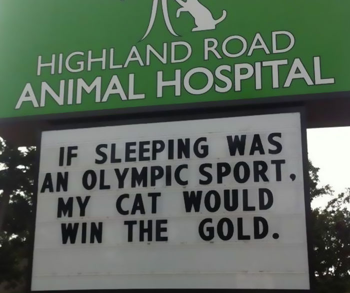 funny cat jokes vet clinic signs sleeping olympics