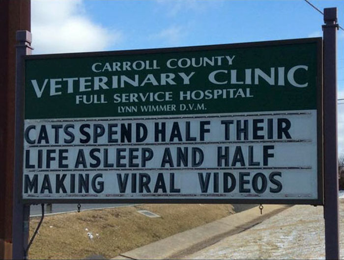 funny cat jokes vet clinic signs viral videos