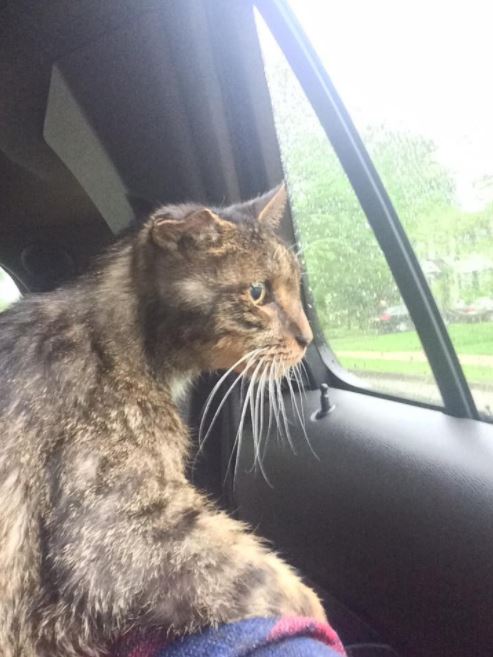 scraggly senior cat finally finds purrfect forever home and family 2