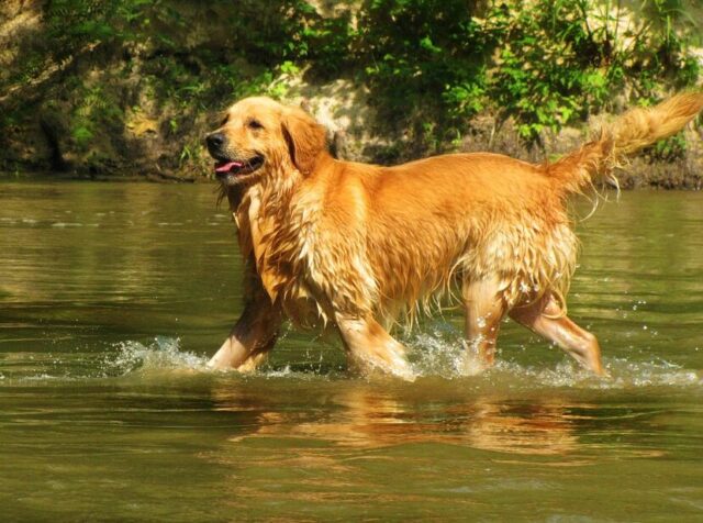 Golden Retriever