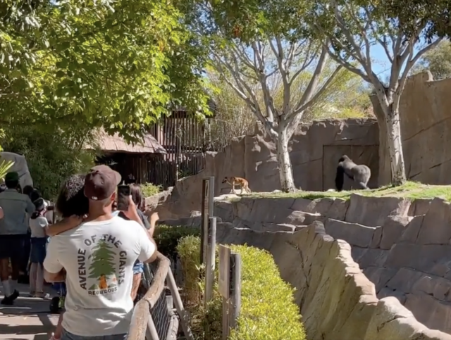 Gorilla chasing dog