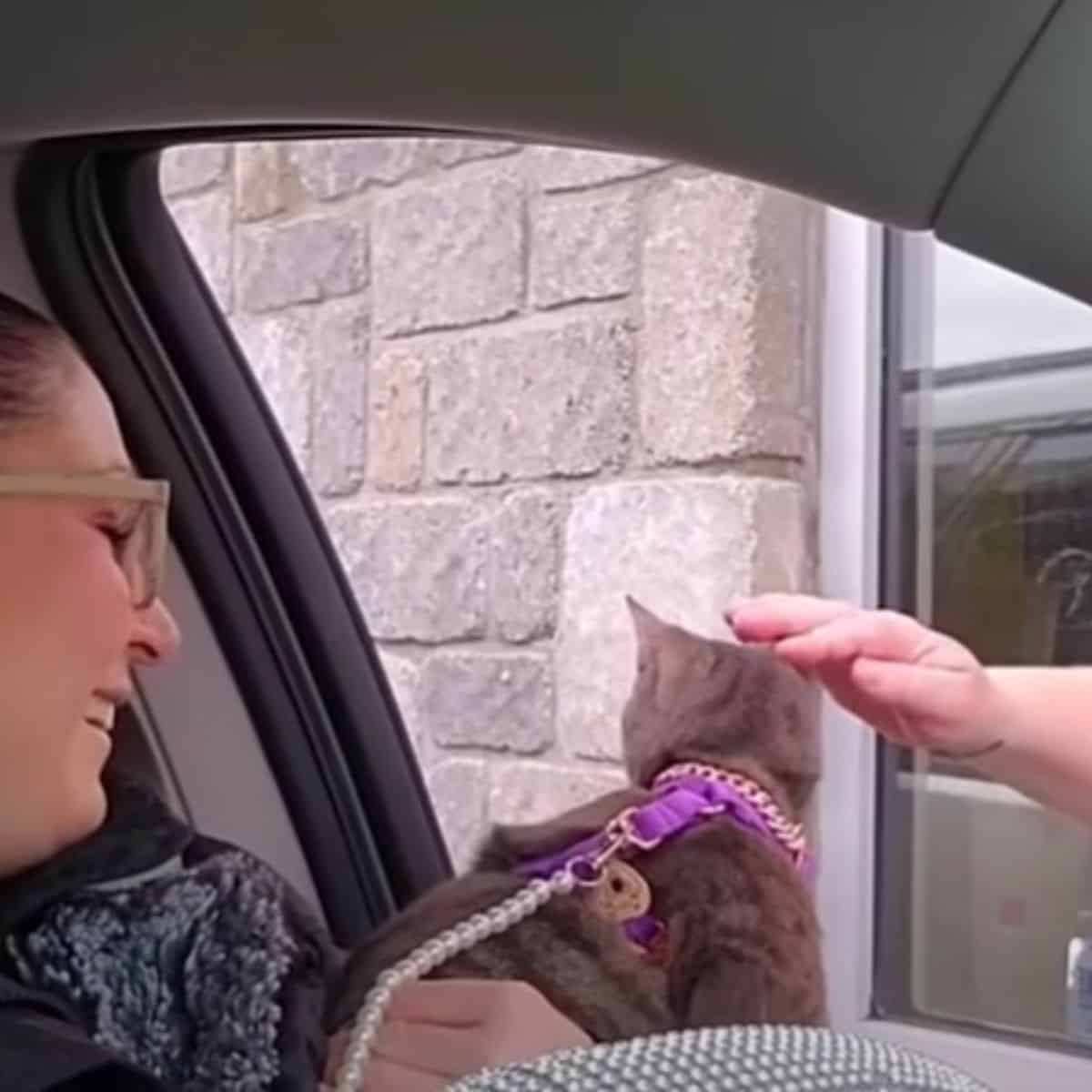 hand petting the stray cat