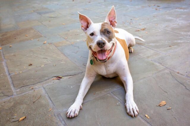 Happy rescue dog