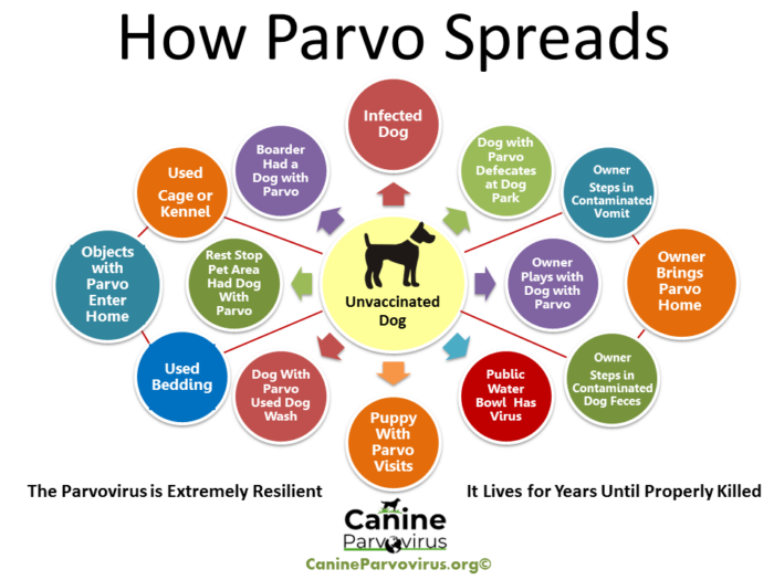 How Parvo Spreads