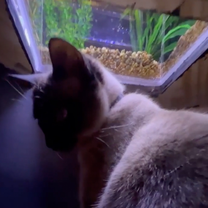 Jasper, under fish tank