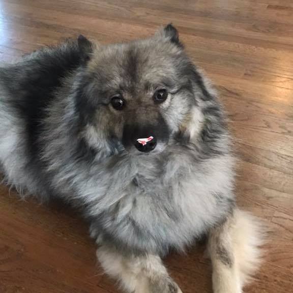 Kasey the Keeshond