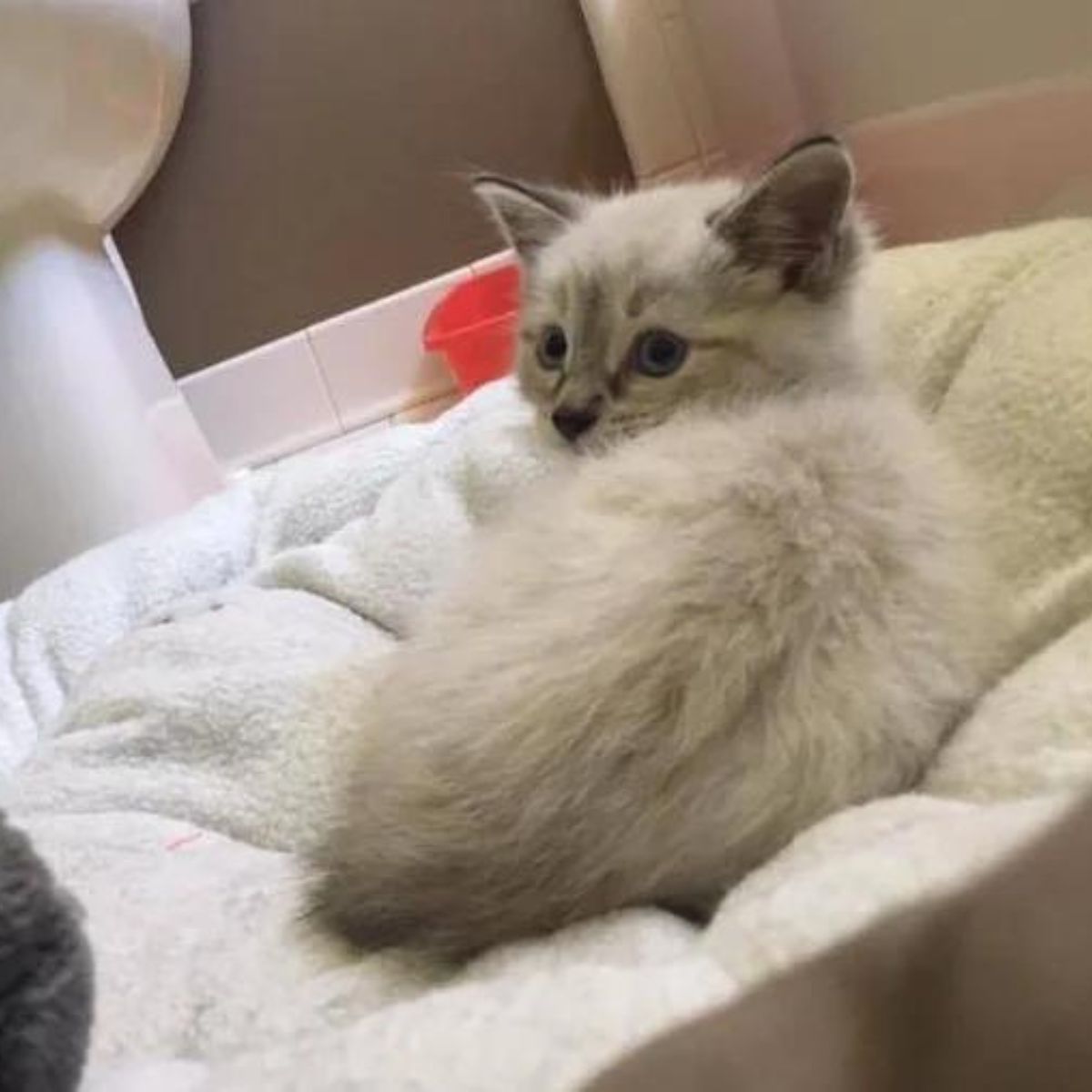 kitten lying on a white towel