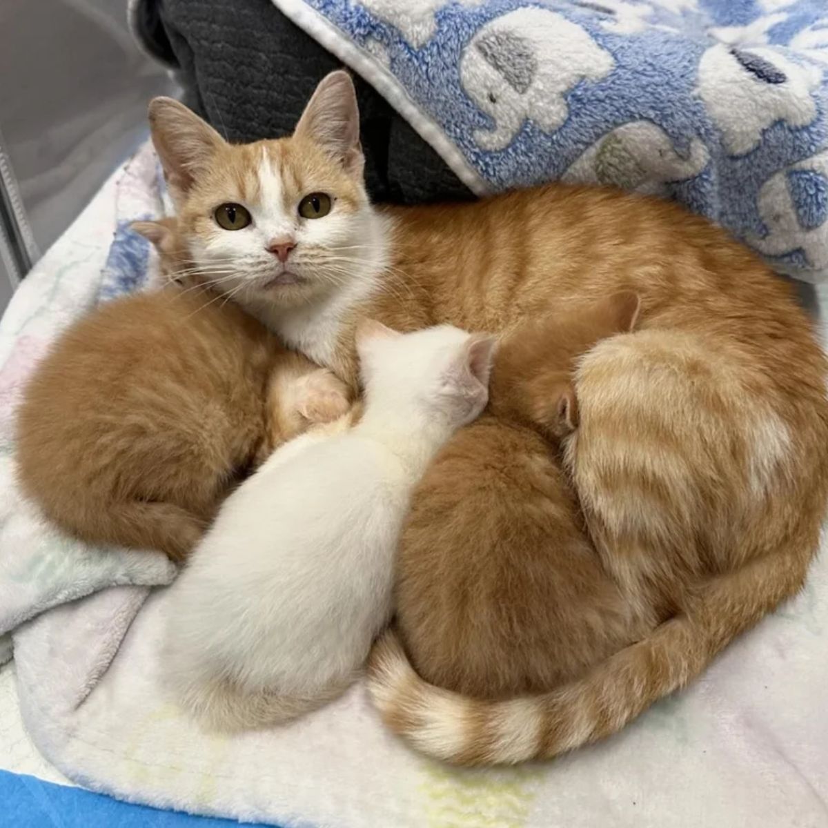 kittens on their mama