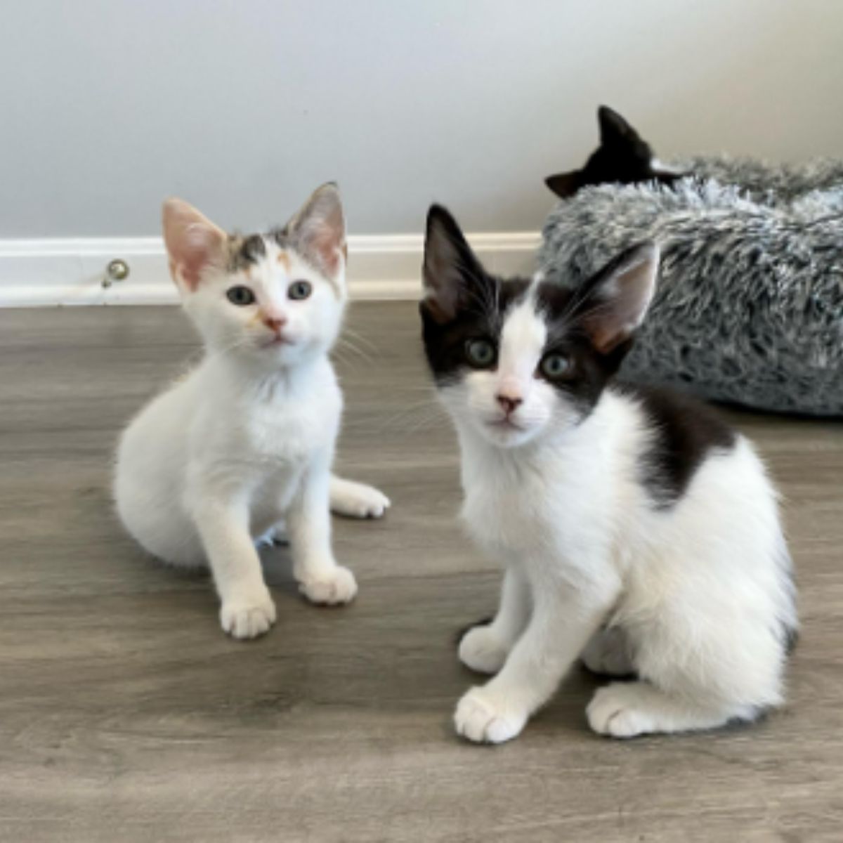 kittens sitting on the floor