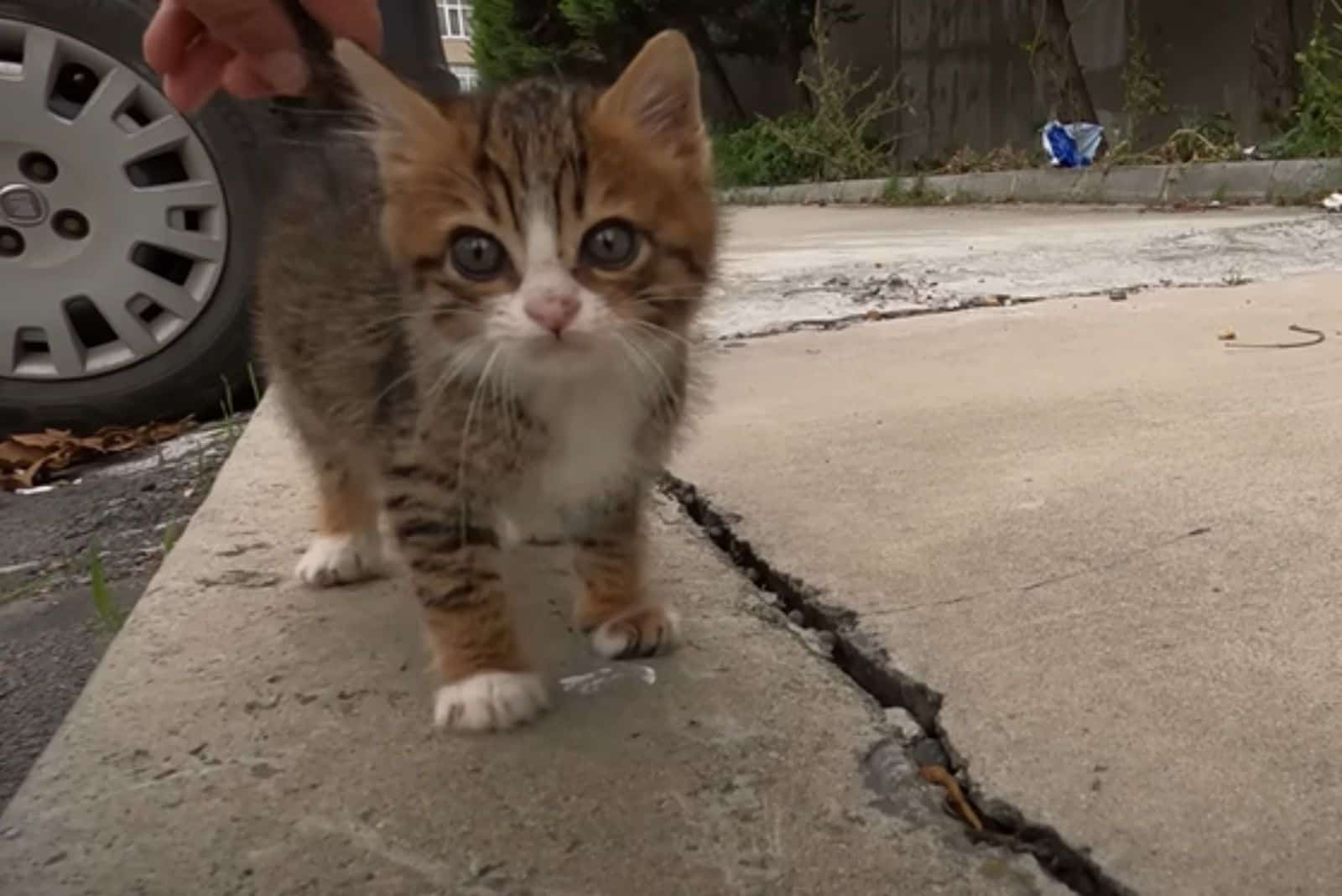 little kitten outdoor