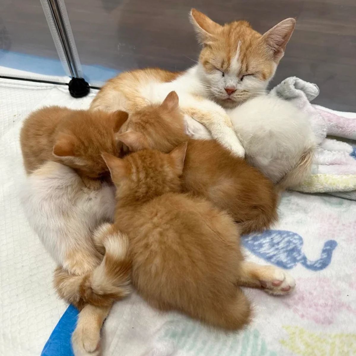 mama cat breastfeeding her babies