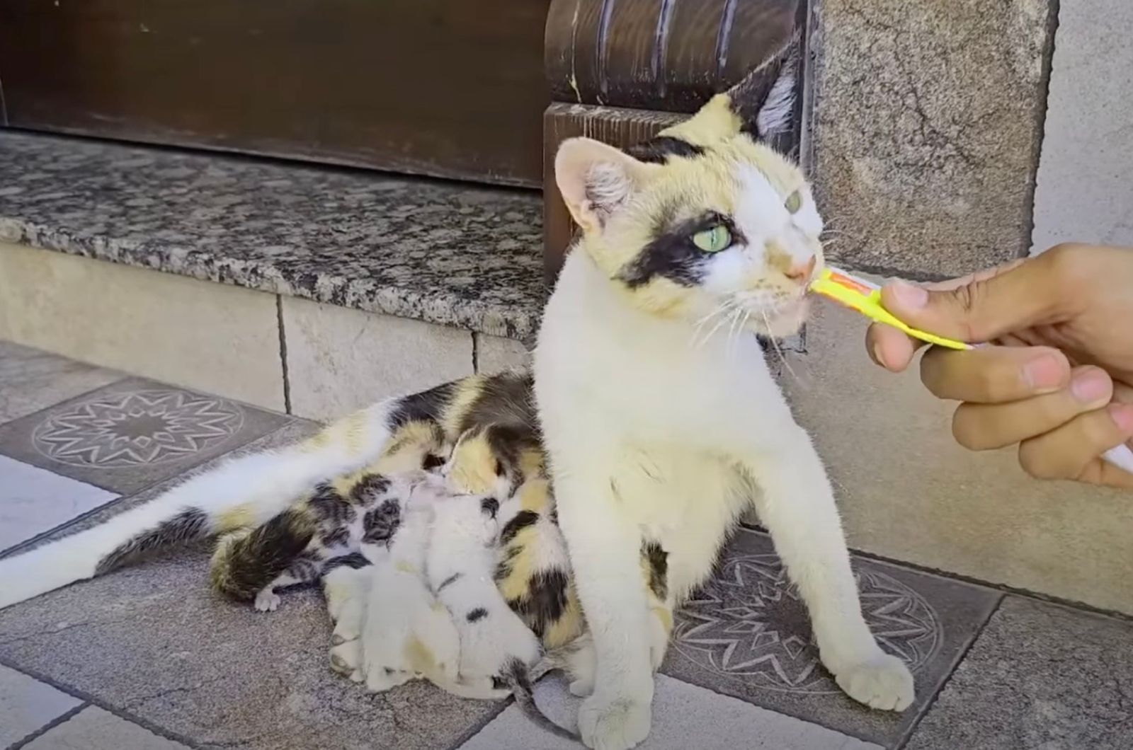 man helping cat to eat