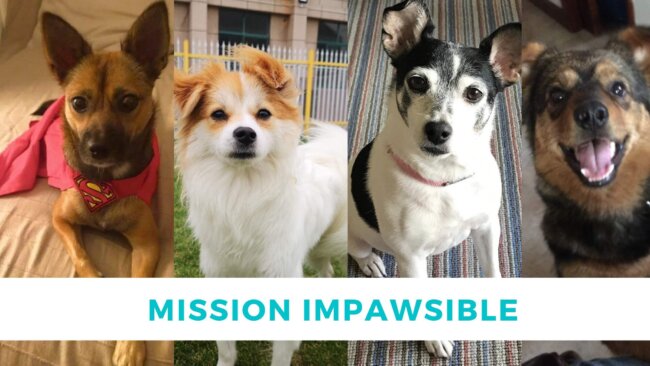 Mission Impawsible