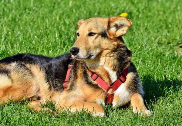 mixed breed dog outside