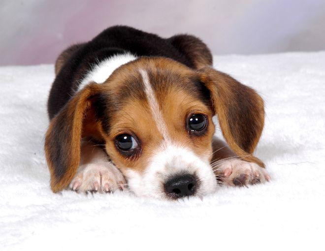 Beagle Puppy Facts