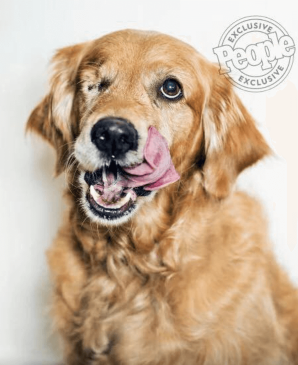 one-eyed golden retriever