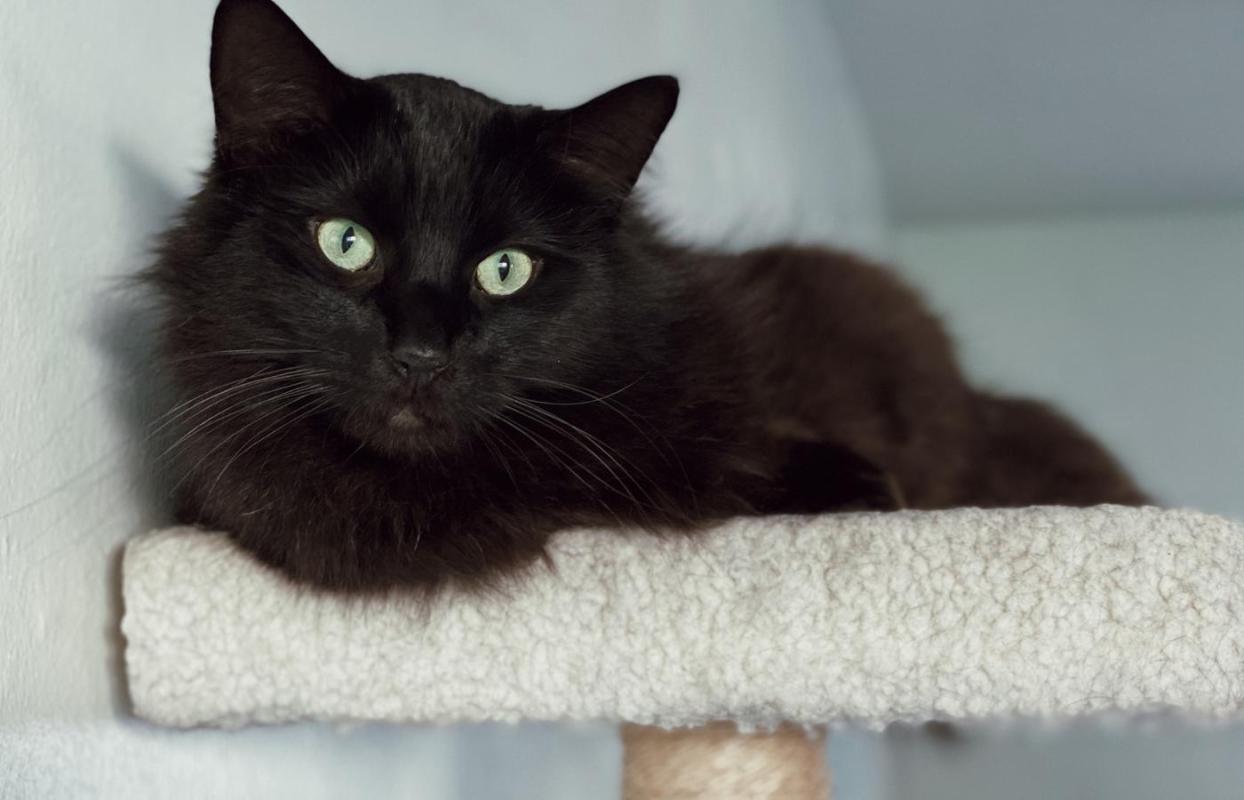 persian-cat black cats with green eyes